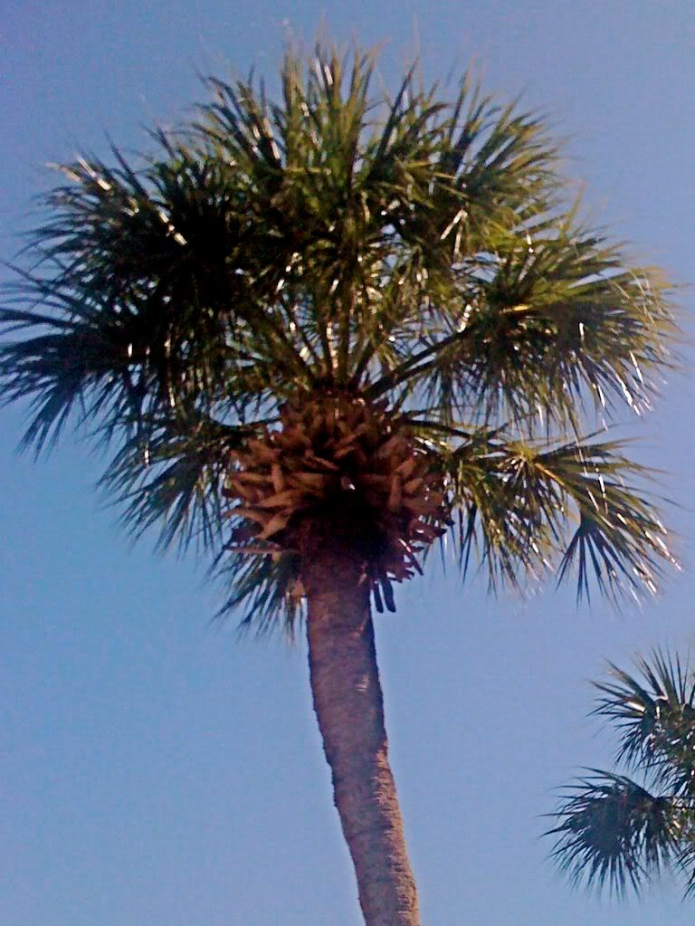 Sanibel palm