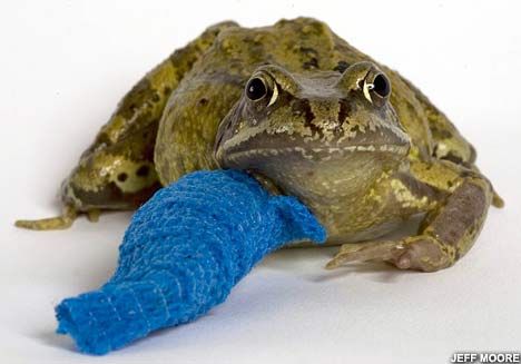broken frog photo hurt-leg-frog_zpsf8bd7328.jpg