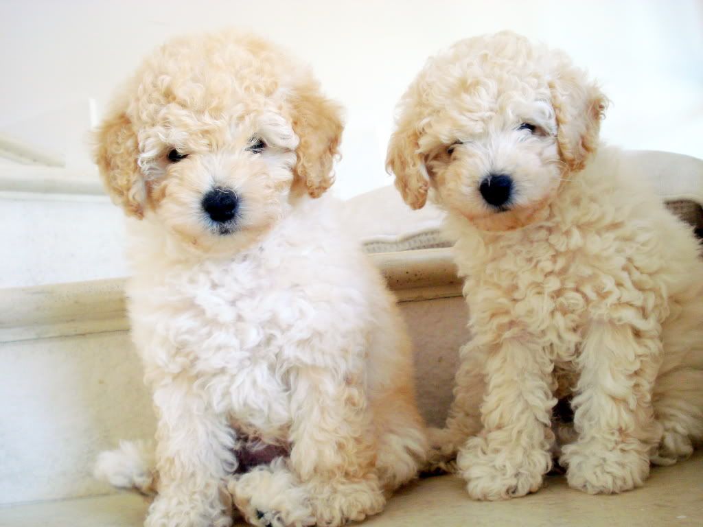 mascotas mascotas