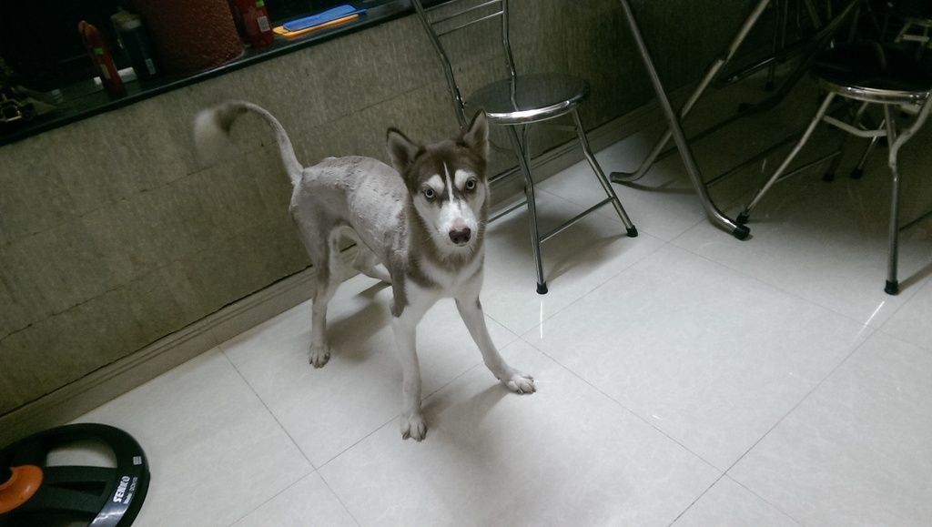 Cần bán một bé husky cái nâu đỏ thuần chủng mắt xanh - 2