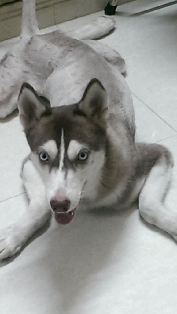 Cần bán một bé husky cái nâu đỏ thuần chủng mắt xanh