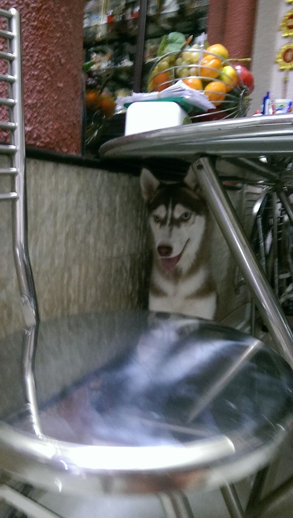 Cần bán một bé husky cái nâu đỏ thuần chủng mắt xanh - 1