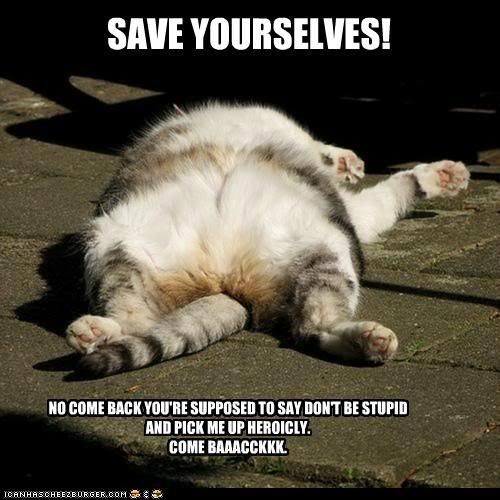 cat puns photo: Save yorselves saveyourselves.jpg