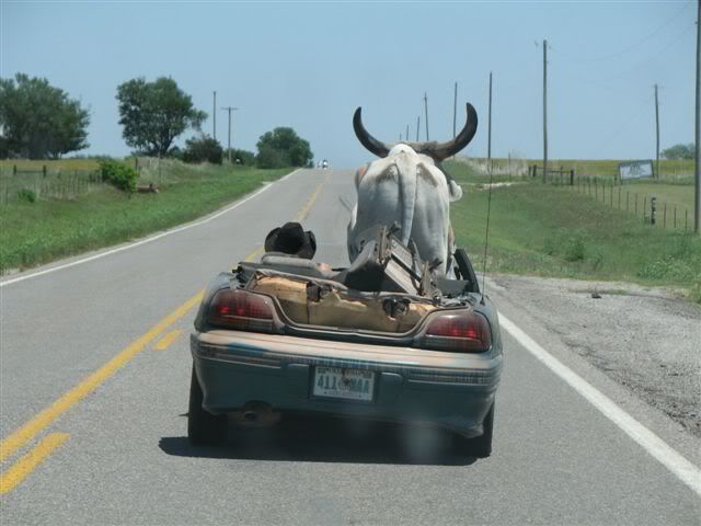 bull going