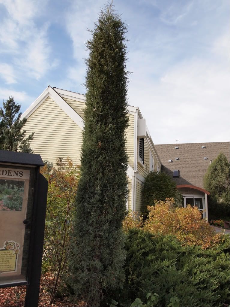 A few of my favorite northern hardy conifers