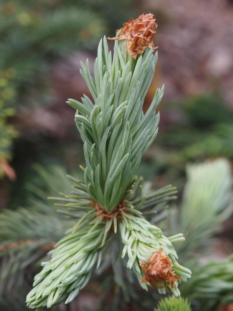 What do your conifers look like in spring?