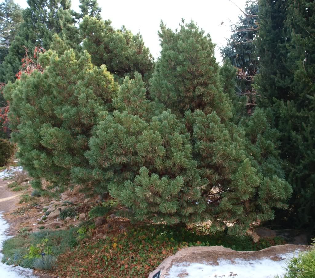 dwarf scotch pine