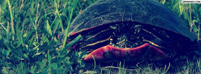 turtle facebook