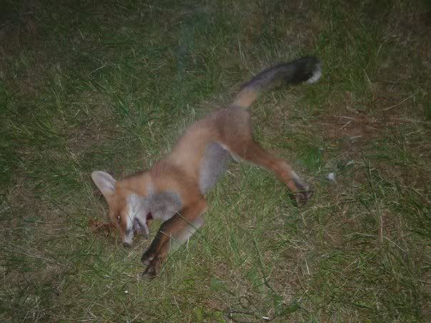 fox.jpg