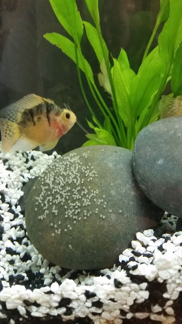parrot cichlid eggs Cichlid Fish Forum