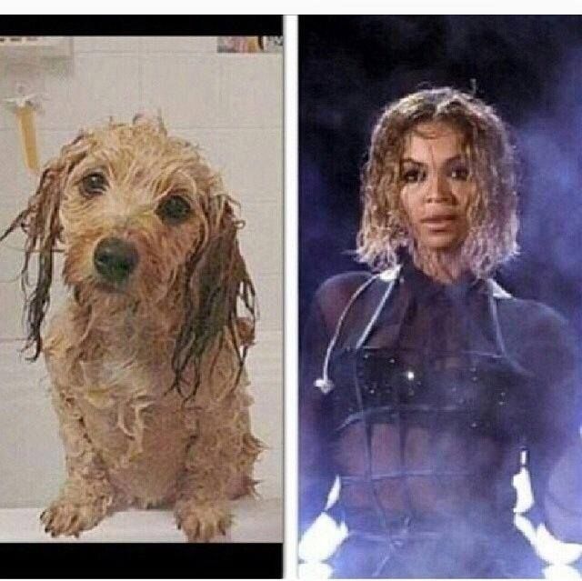  photo beyonce-wet-dog-memejpgw640amph639_zpsa580a2a4.jpg