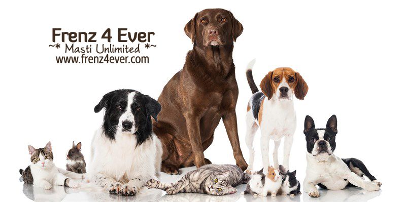 Join Frenz 4 Ever for Masti Unlimited photo Cute-funny-dogs