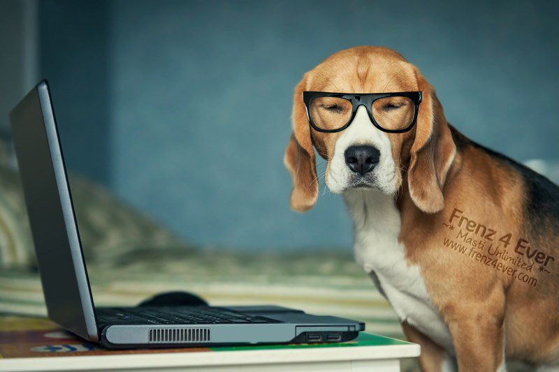 Join Frenz 4 Ever for Masti Unlimited photo Cute-funny-dogs