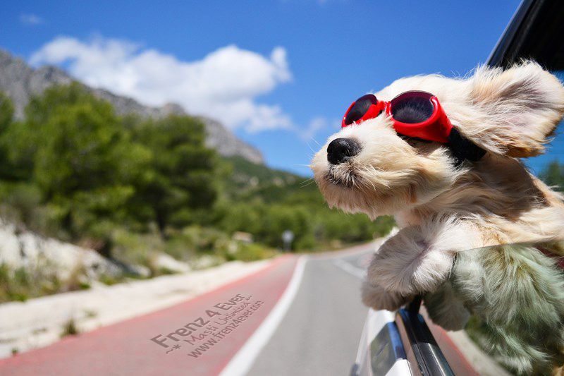 Join Frenz 4 Ever for Masti Unlimited photo Cute-funny-dogs