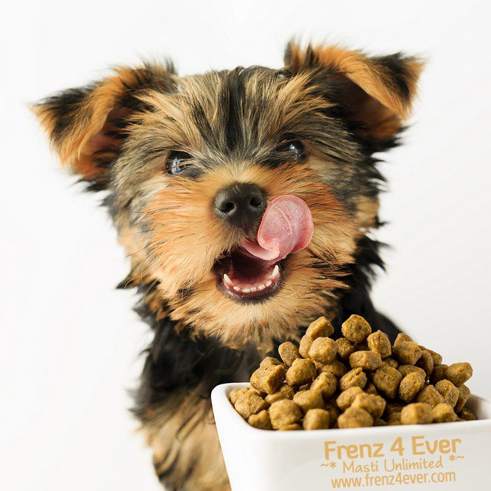 Join Frenz 4 Ever for Masti Unlimited photo Cute-funny-dogs