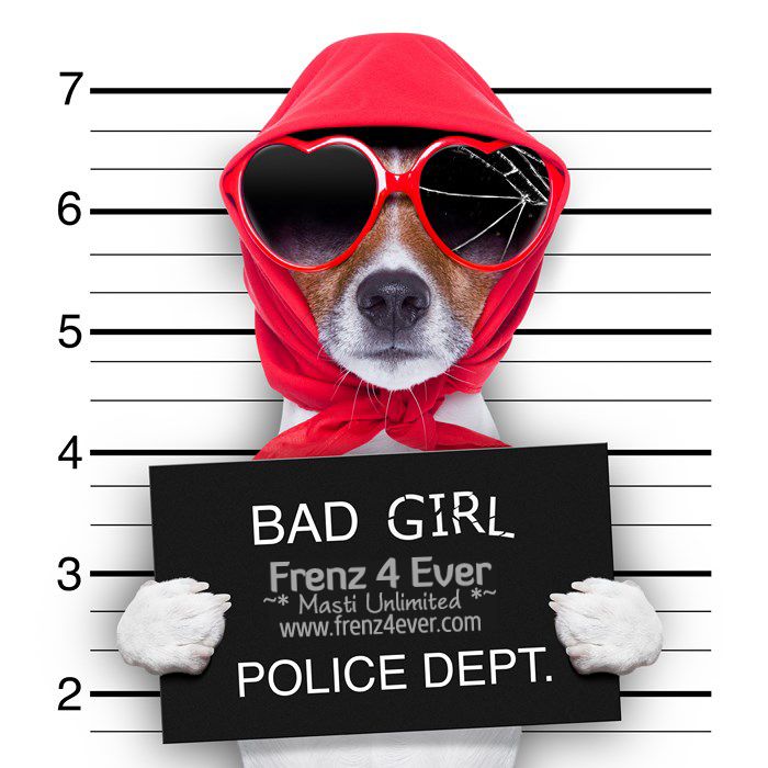 Join Frenz 4 Ever for Masti Unlimited photo Cute-funny-dogs