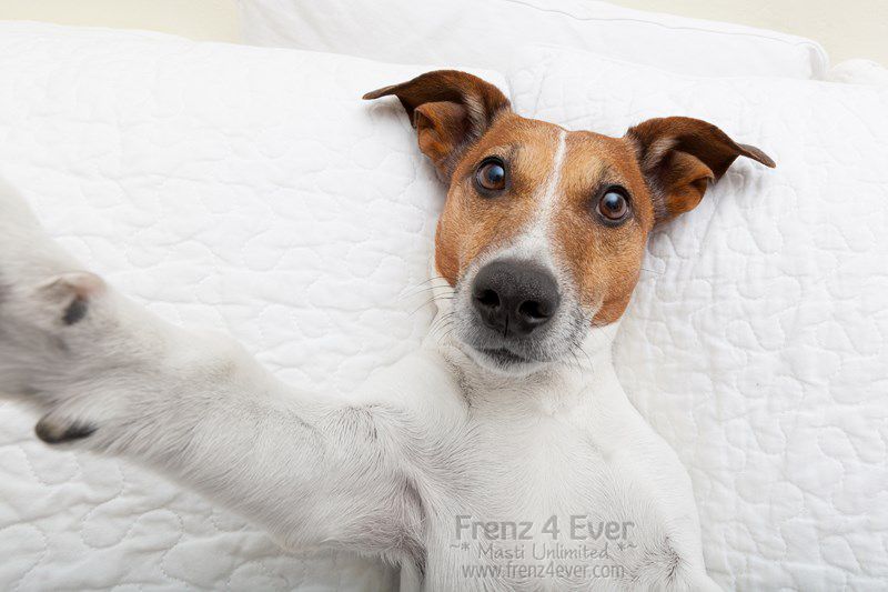 Join Frenz 4 Ever for Masti Unlimited photo Cute-funny-dogs