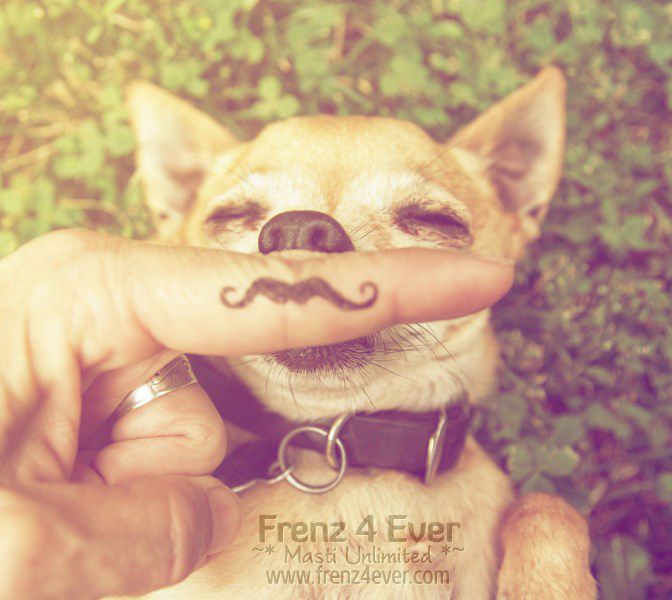 Join Frenz 4 Ever for Masti Unlimited photo Cute-funny-dogs
