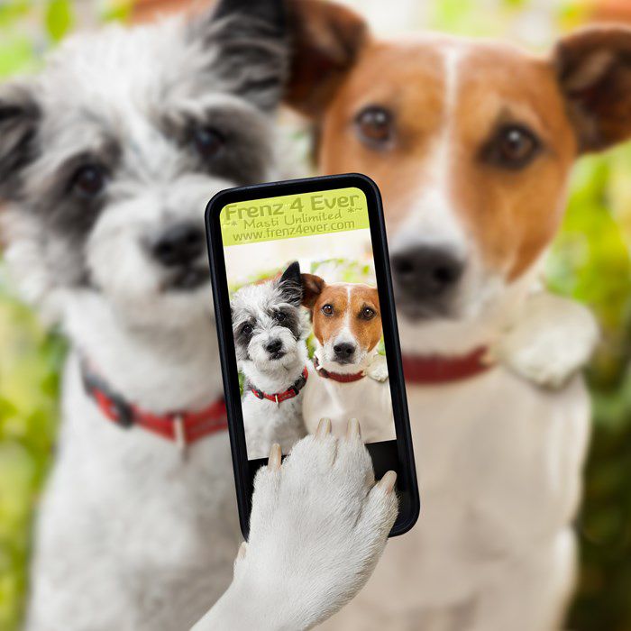 Join Frenz 4 Ever for Masti Unlimited photo Cute-funny-dogs