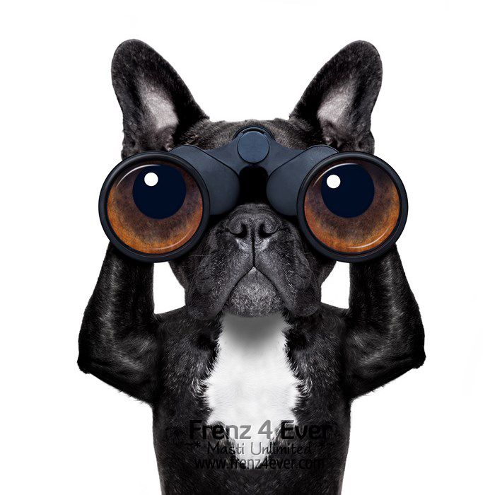 Join Frenz 4 Ever for Masti Unlimited photo Cute-funny-dogs