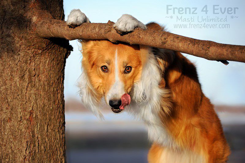 Join Frenz 4 Ever for Masti Unlimited photo Cute-funny-dogs