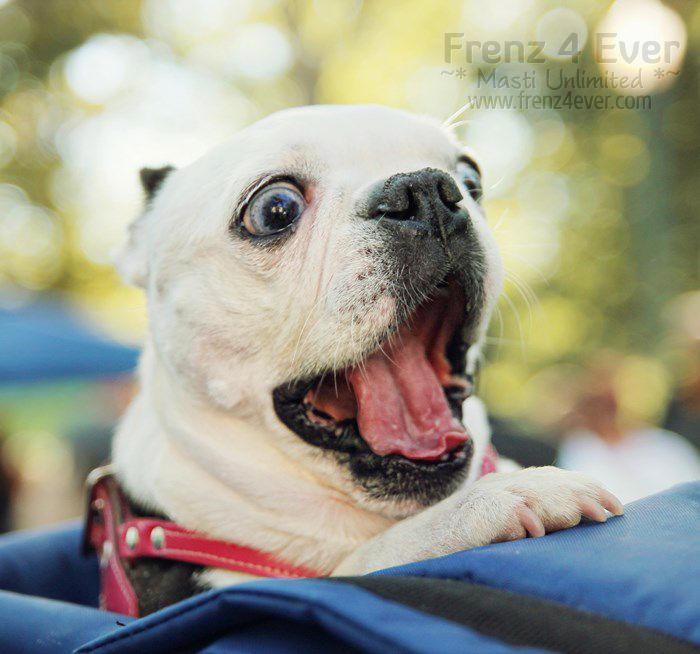 Join Frenz 4 Ever for Masti Unlimited photo Cute-funny-dogs