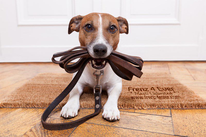 Join Frenz 4 Ever for Masti Unlimited photo Cute-funny-dogs
