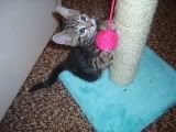 Tazer and his 1st scratching post. Pictures, Images and Photos