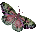 animation,butterfly