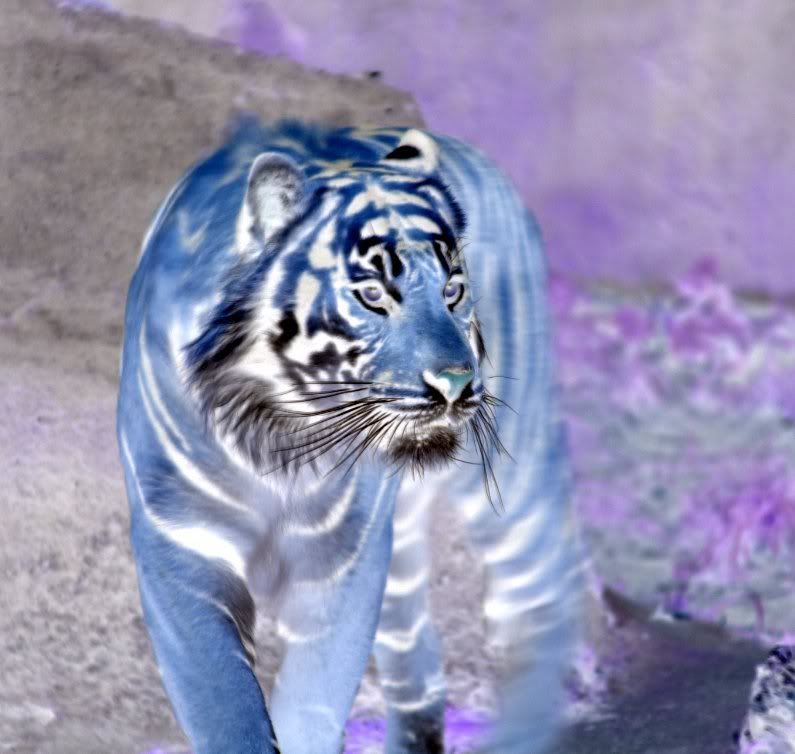Tiger Emo