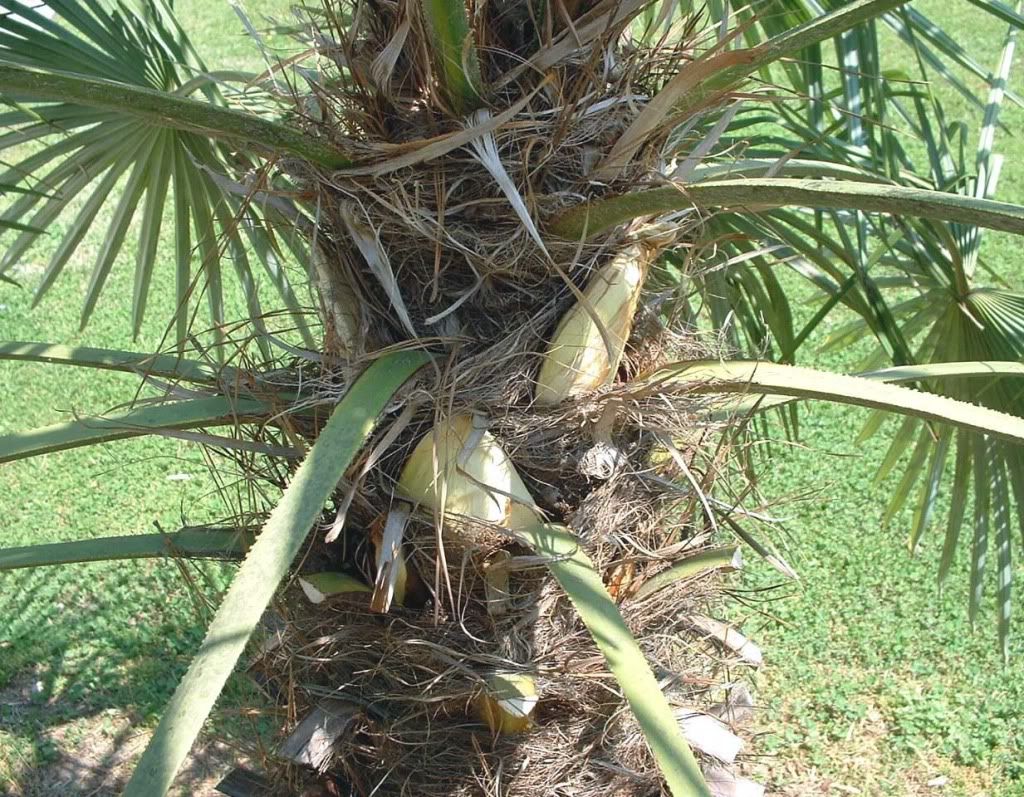 PalmSeeds0410.jpg