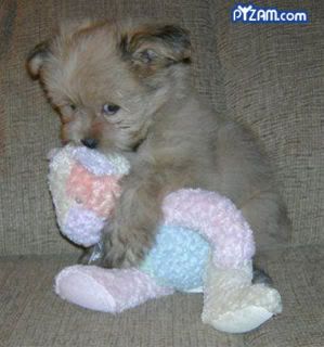 toocute.jpg Puppy Hug image by mgn_jstn