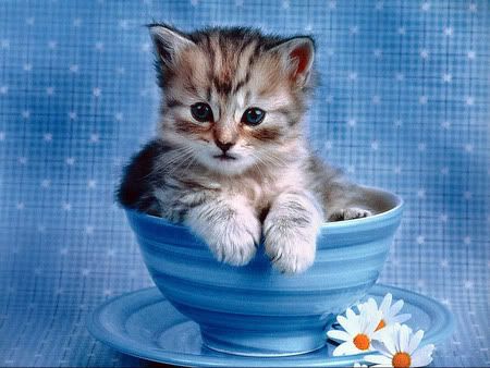 cute cat Pictures, Images and Photos