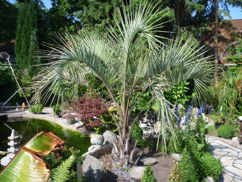 Palmen und Co. » Gartenbilder